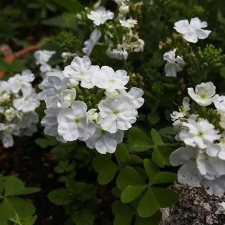 Appartamento Miskovic - Duplex One Bedroom With Balcony And Sea View West *