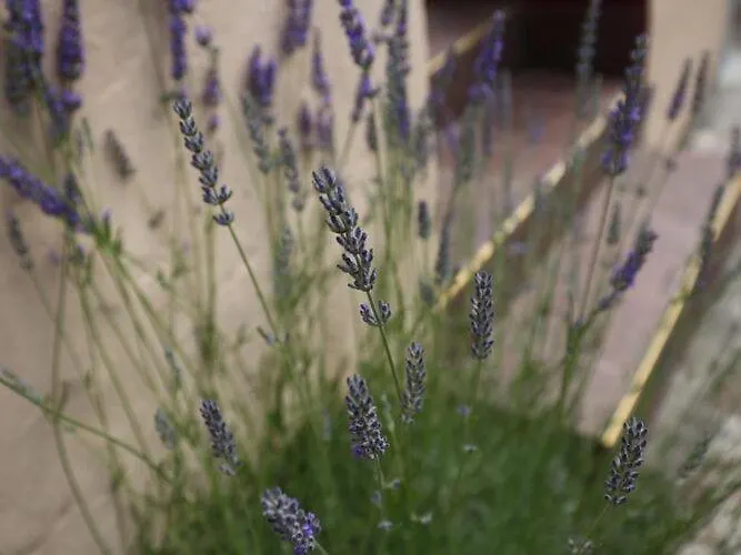 Miskovic - Duplex One Bedroom With Balcony And Sea View West * Donje Celo