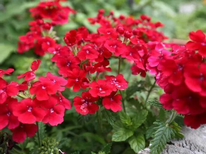 Miskovic - Duplex One Bedroom With Balcony And Sea View West Appartamento *