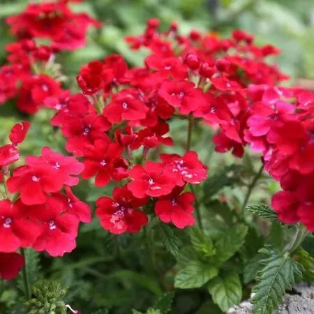 Miskovic - Duplex One Bedroom With Balcony And Sea View West Appartement *